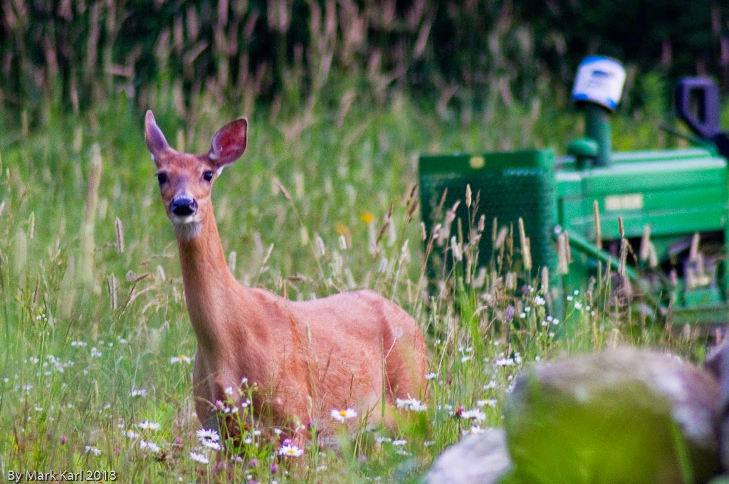 Whitetail Deer in Grafton, NH 2013